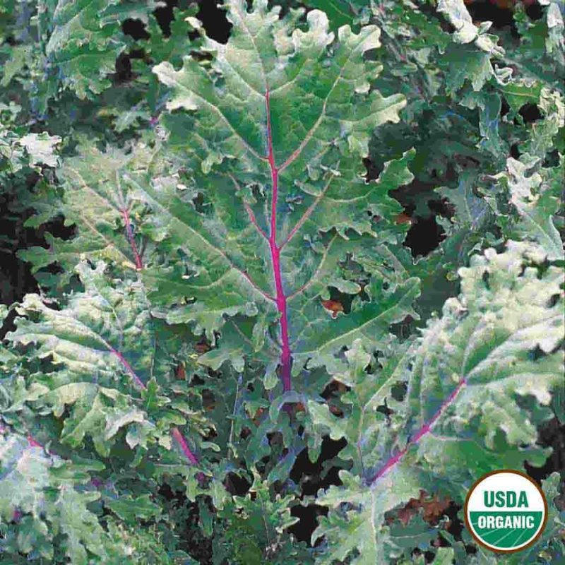 Organic Kale Red Russian Vegetable Ferry Morse