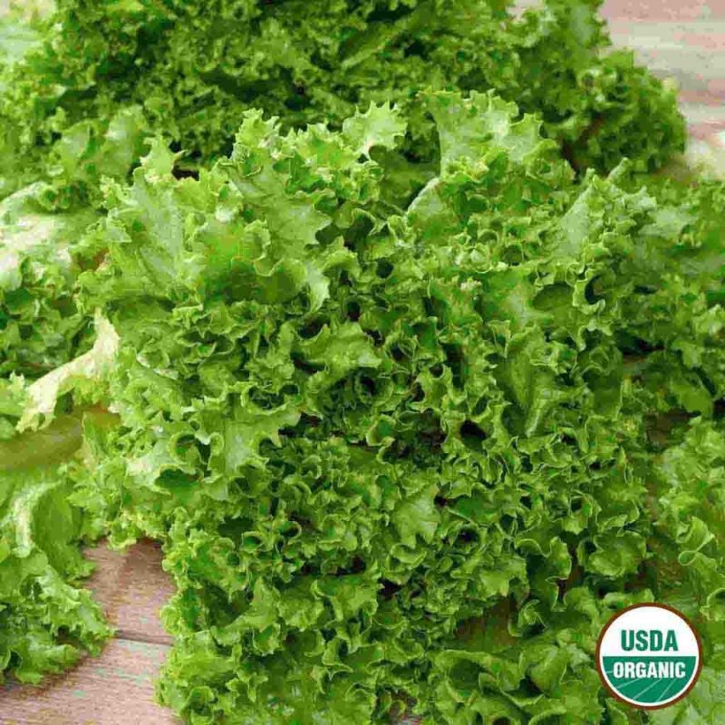 Organic Lettuce Green Salad Bowl Vegetable Ferry Morse