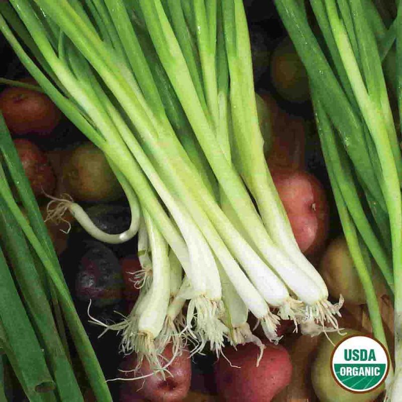 Organic Onion Evergreen Bunching Vegetable Ferry Morse