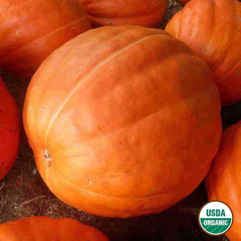 Organic Pumpkin Big Max Vegetable Ferry Morse