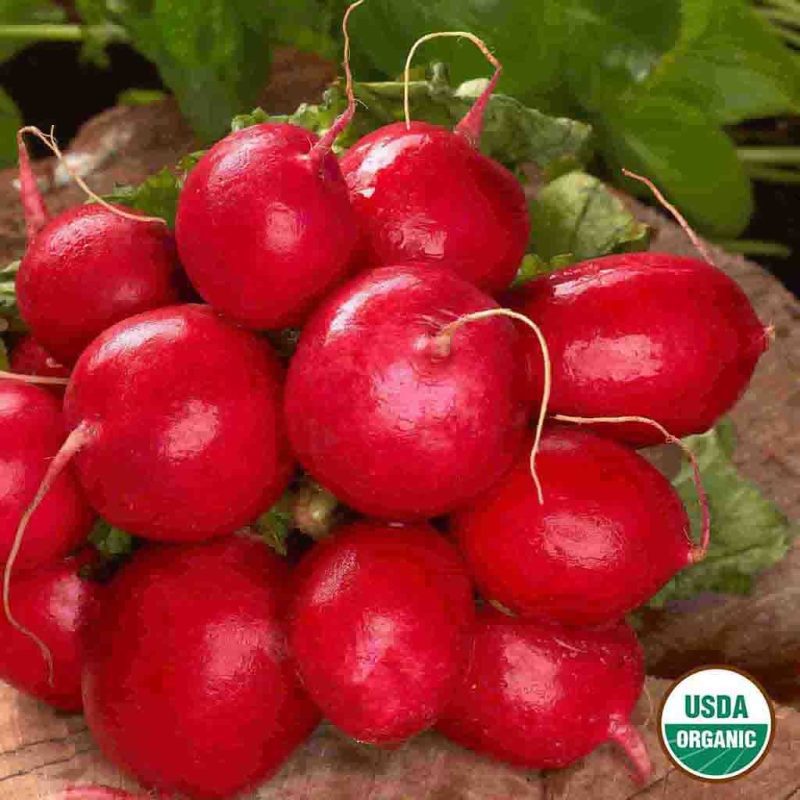 Organic Radish Cherry Belle Vegetable Ferry Morse