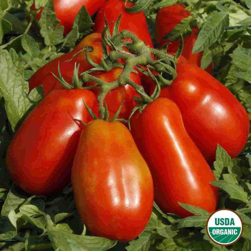 Organic Tomato San Marzano Vegetable Ferry Morse