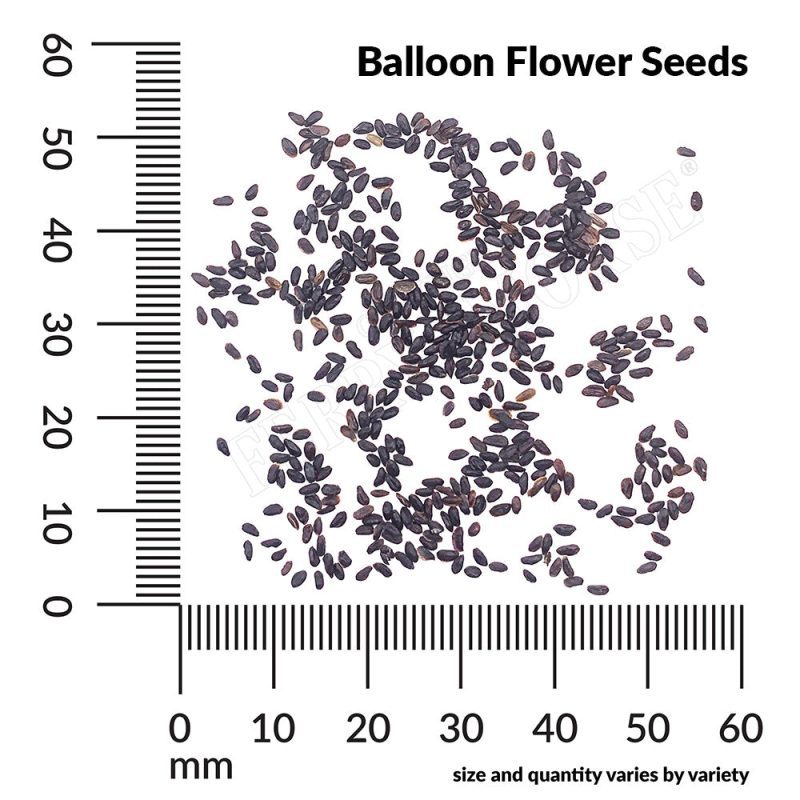 P Ballooon Flower Seeds measurement sji81k