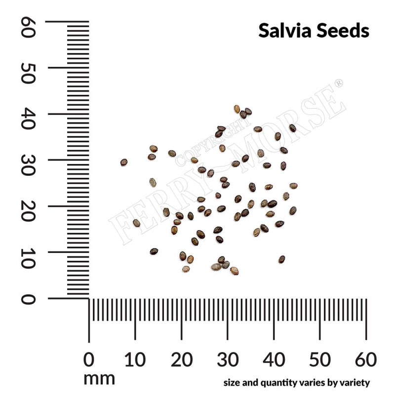 P Salvia Seeds measurement wgawfu