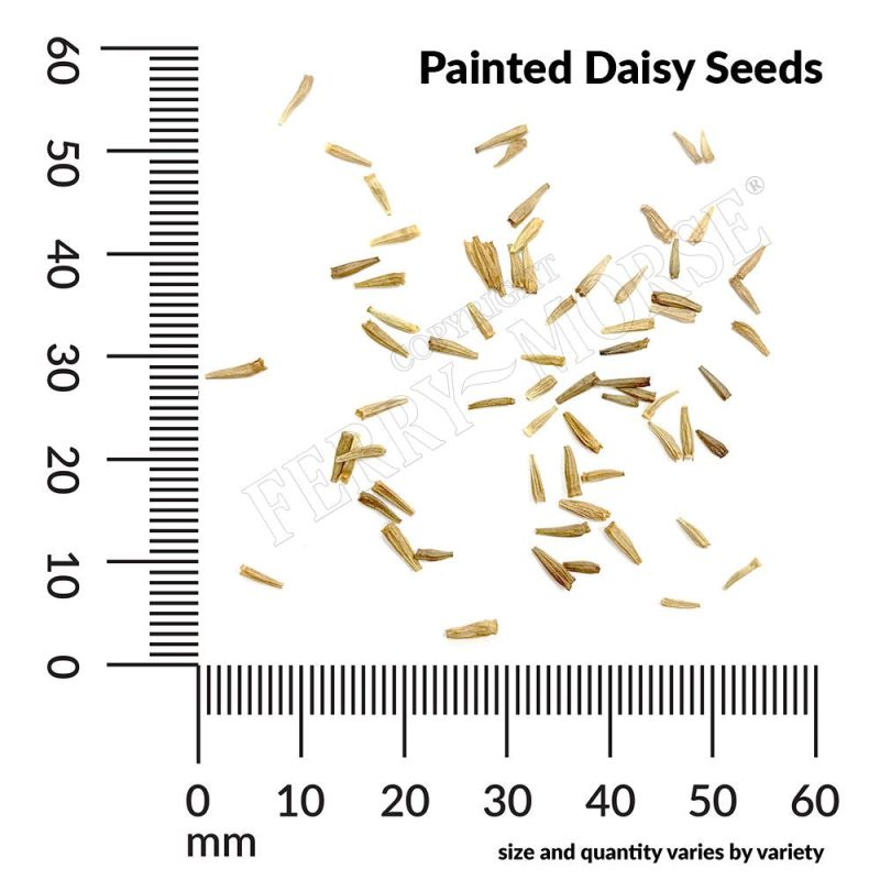 Painted Daisy Seeds Spill