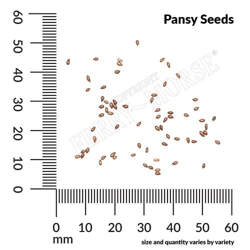 Pansy Seeds Spill