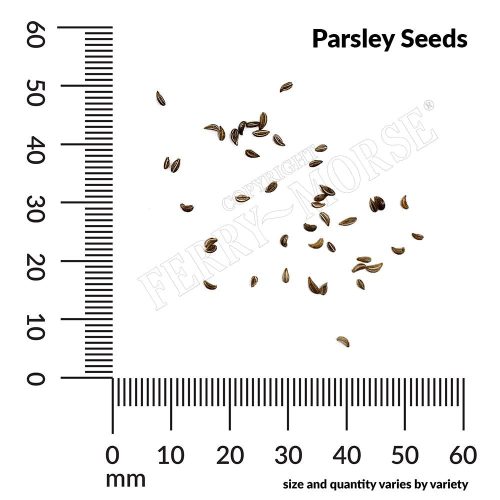 Parsley Seeds Spill