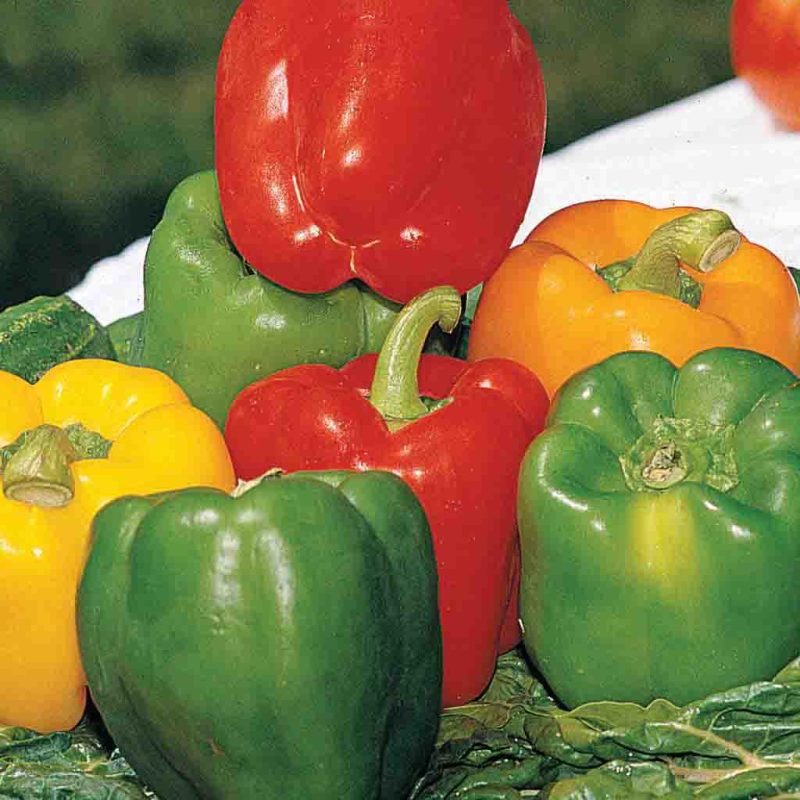 Pepper Bell Color Mix Vegetable Ferry Morse