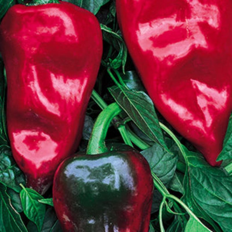 Pepper Poblano Variety