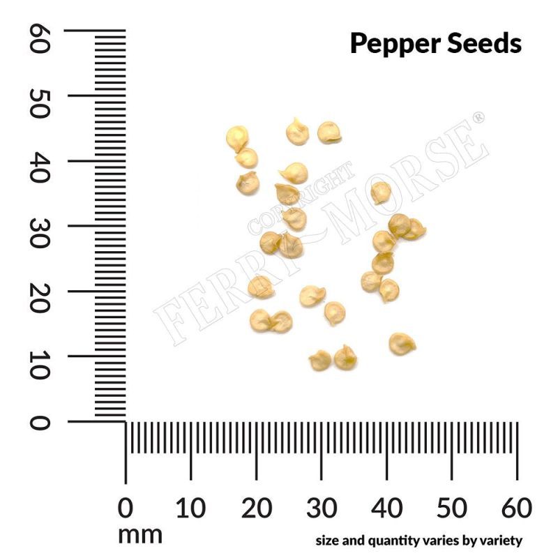 Pepper Seeds Spill