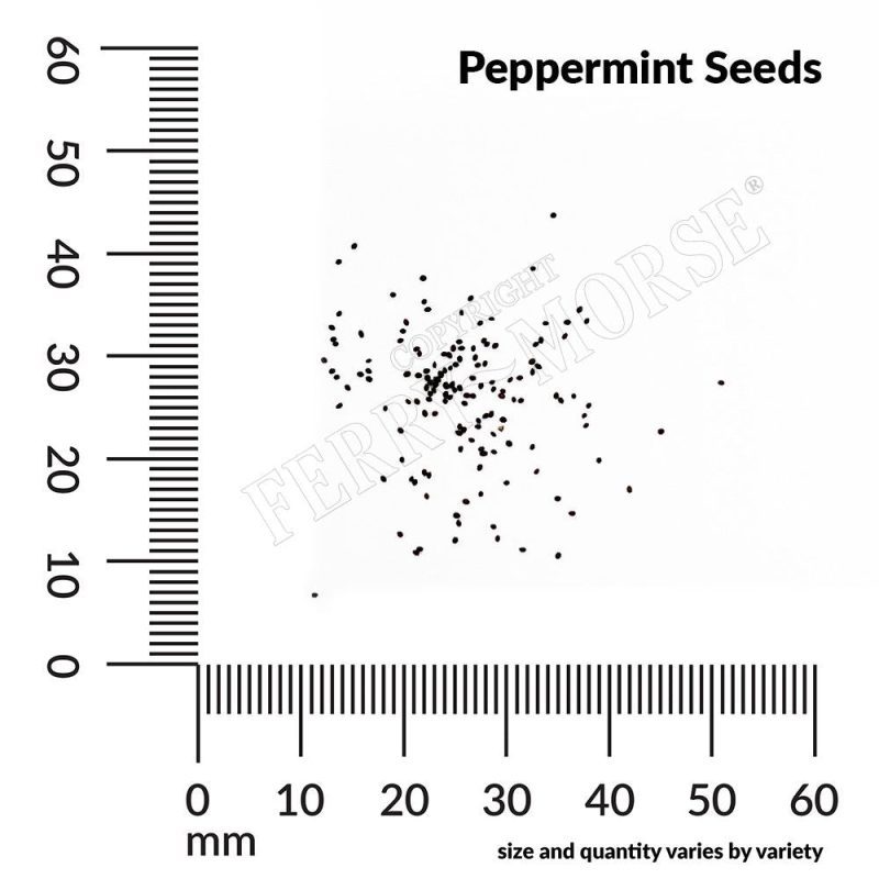 Peppermint Seeds Spill