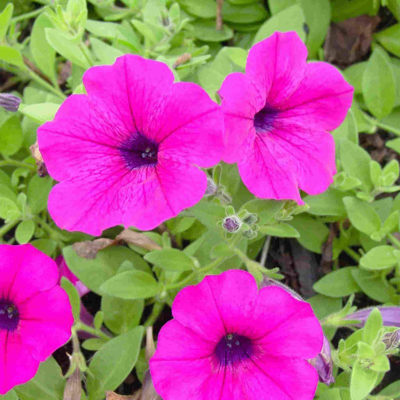 Petunia Dwarf Bedding Mixed Colors Flower Annual Ferry Morse