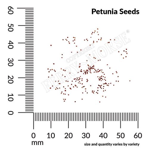 Petunia Seeds Spill