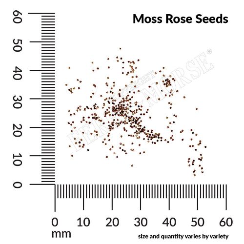 Portulaca Moss Rose Seed Spill