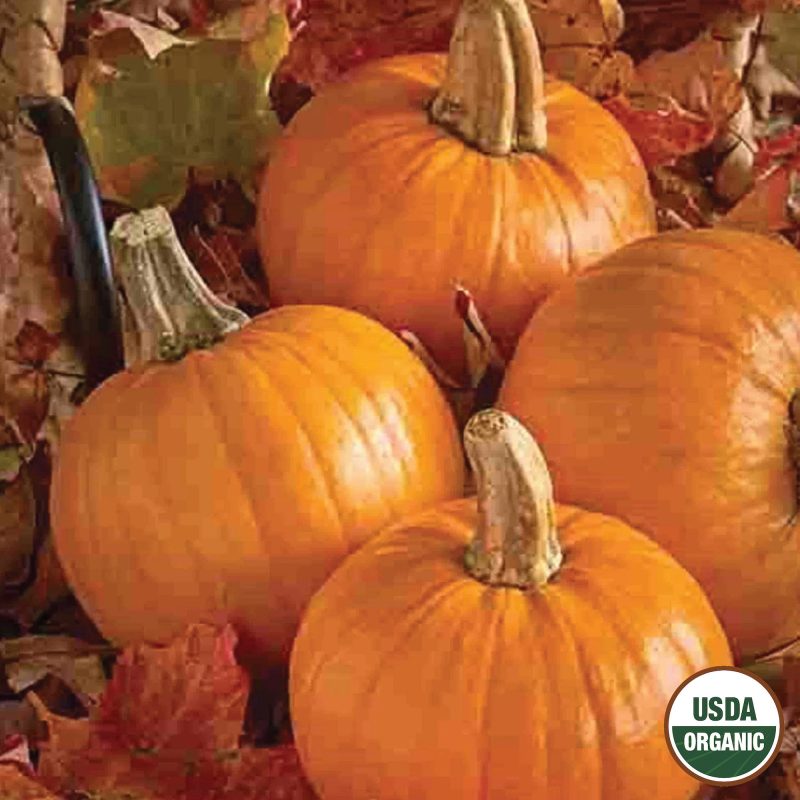 Pumpkin Early Sugar or Pie Organic Seeds USDA logo