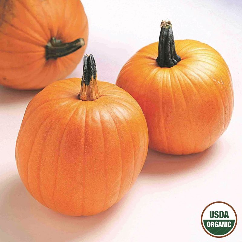 Pumpkin Jack O Lantern Organic Seeds USDA logo