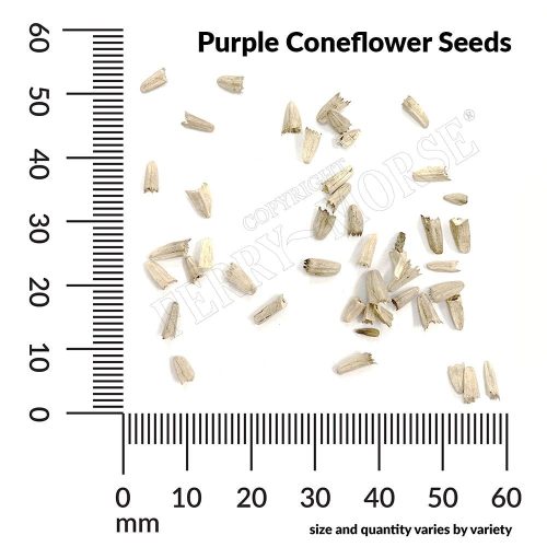 Purple Coneflower Seeds Spill