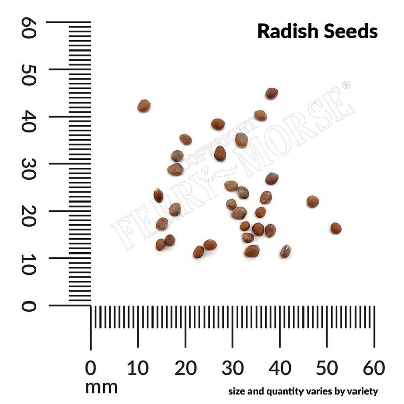 Radish Seeds Spill