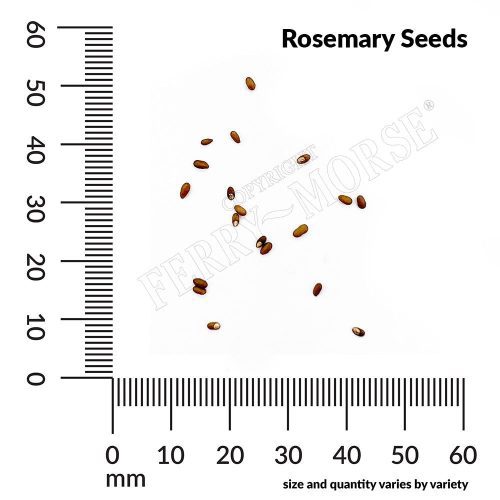 Rosemary Seeds Spill