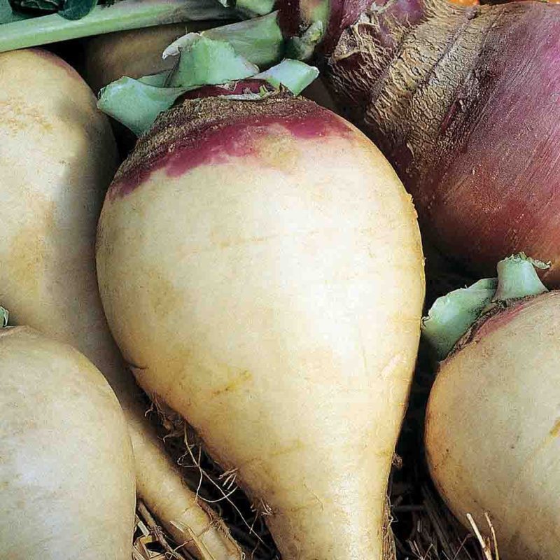 Rutabaga American Purple Top Vegetable Ferry Morse