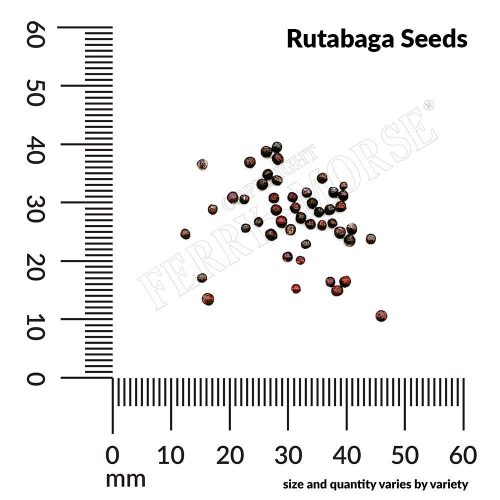 Rutabaga Seeds Spill