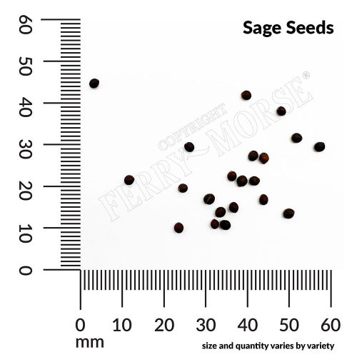 Sage Seeds Spill