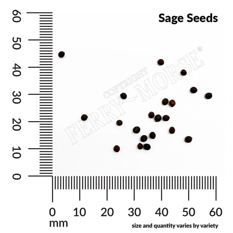 Sage Seeds Spill