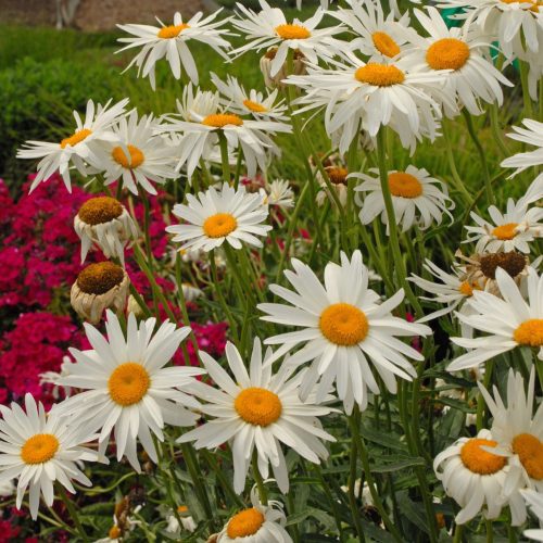 Shasta Daisy Alaska Blooming