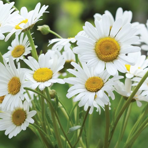 Shasta Daisy Alaska Variety