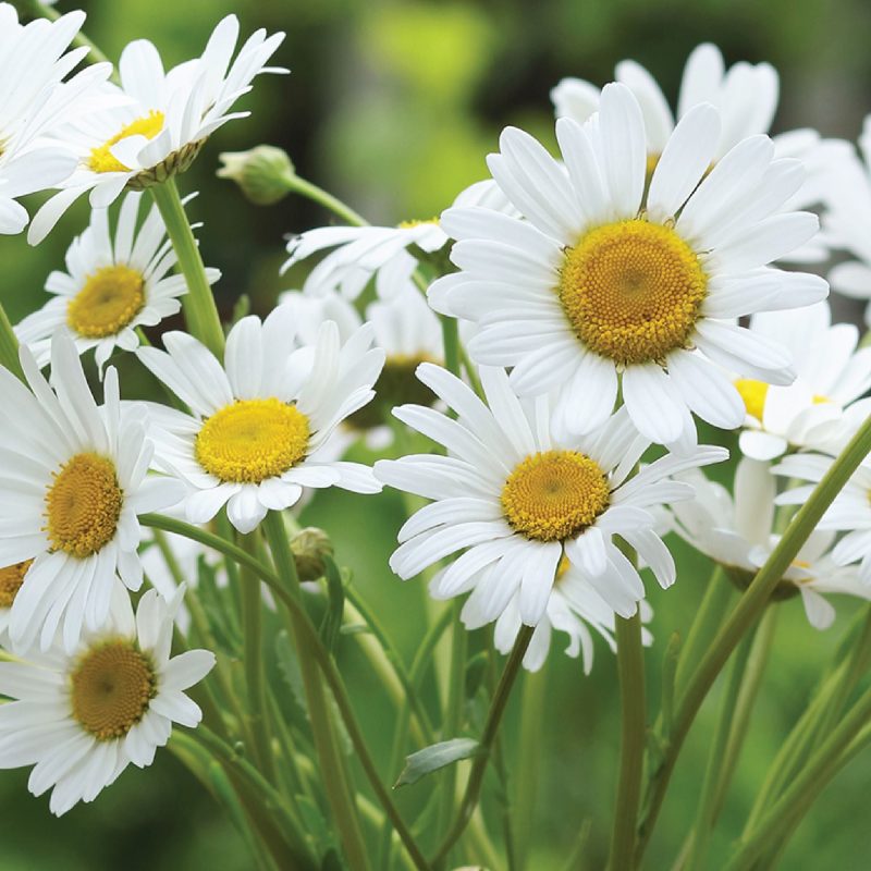 Shasta Daisy Alaska Variety