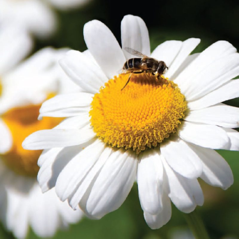 Shasta Daisy Alaska With Bee