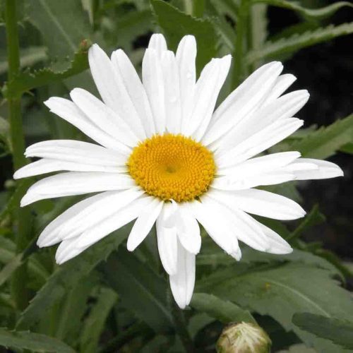 Shasta Daisy Alaska mature and blooming