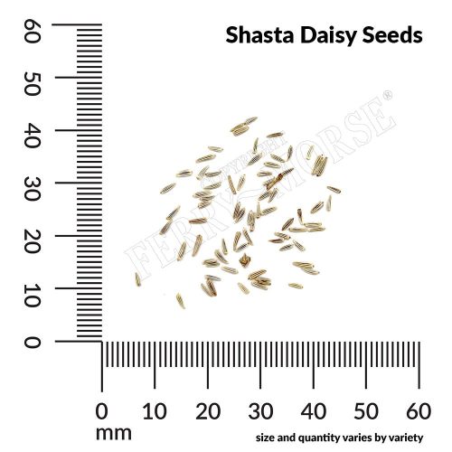 Shasta Daisy Seed Spill