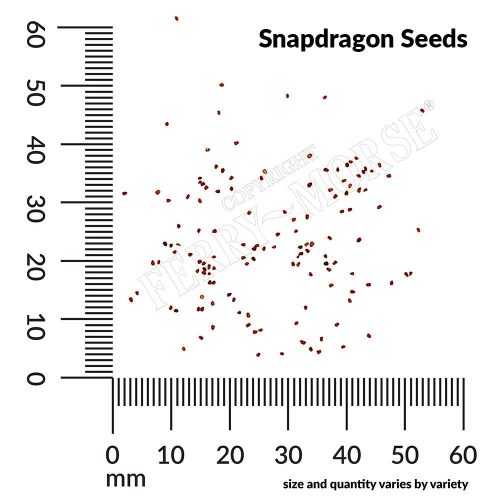 Snapdragon Seed Spill