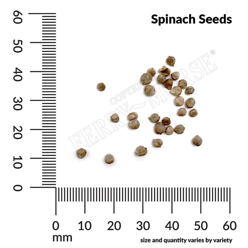 Spinach Seeds Spill