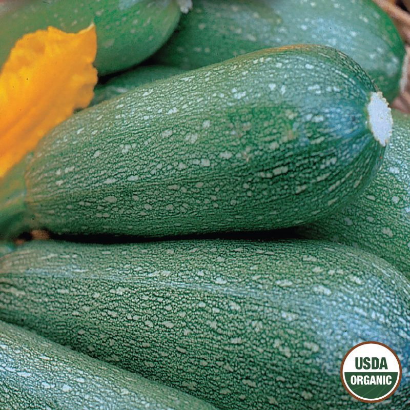 Squash Grey Zucchini Organic Seeds USDA logo