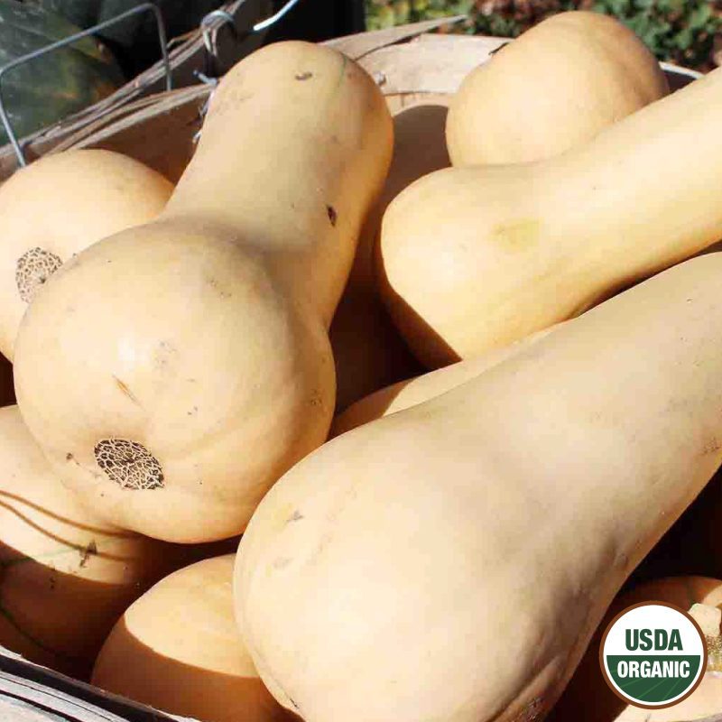 Squash Waltham Butternut Organic Seeds USDA logo