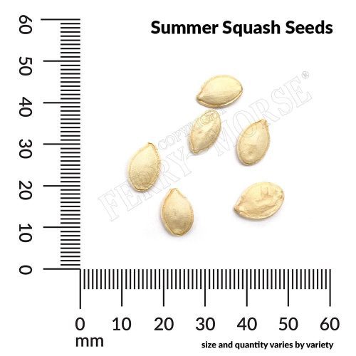 Summer Squash Seeds Spill