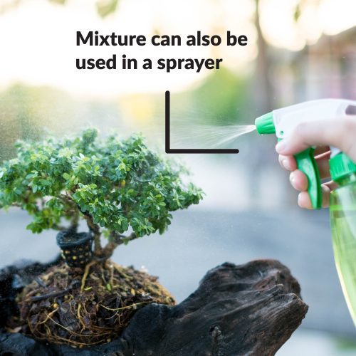 Superthrive Bonsai use in sprayer info1