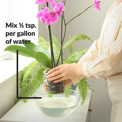 Superthrive Orchid mix with water