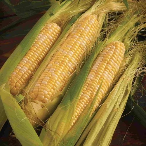 Hybrid Peaches & Cream Sweet Corn seeds, closeup of harvested ears of corn with husk open to display bi-color kernels.