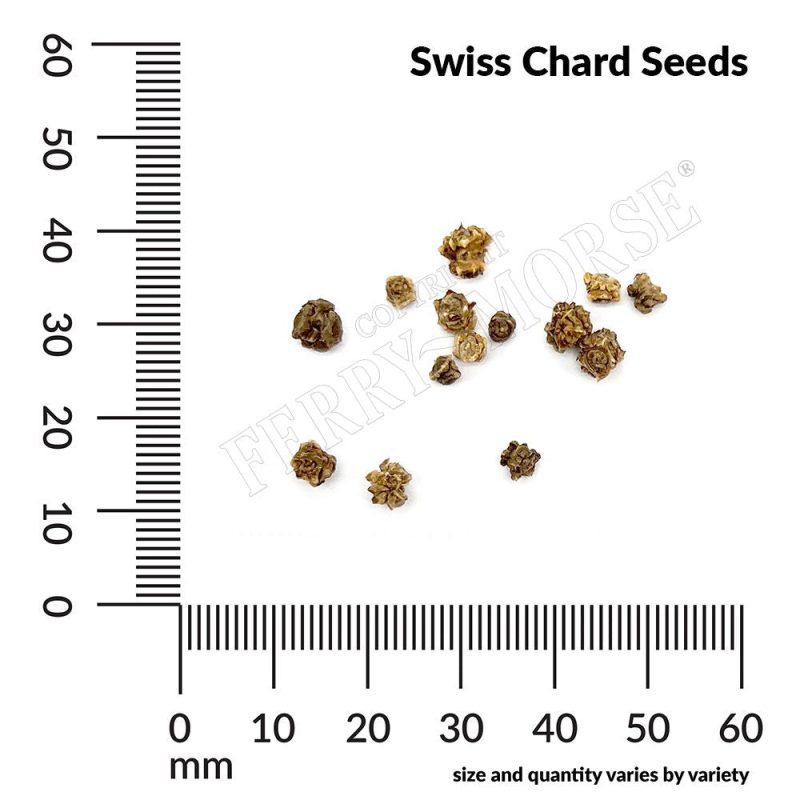 Swiss Chard Seeds Spill