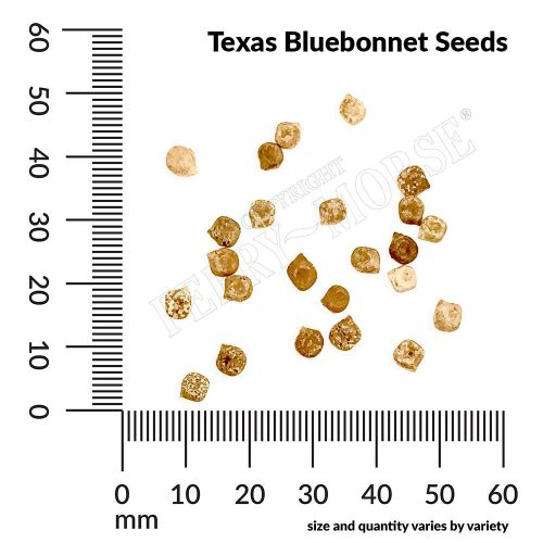 Texas Bluebonnet Seeds Spill