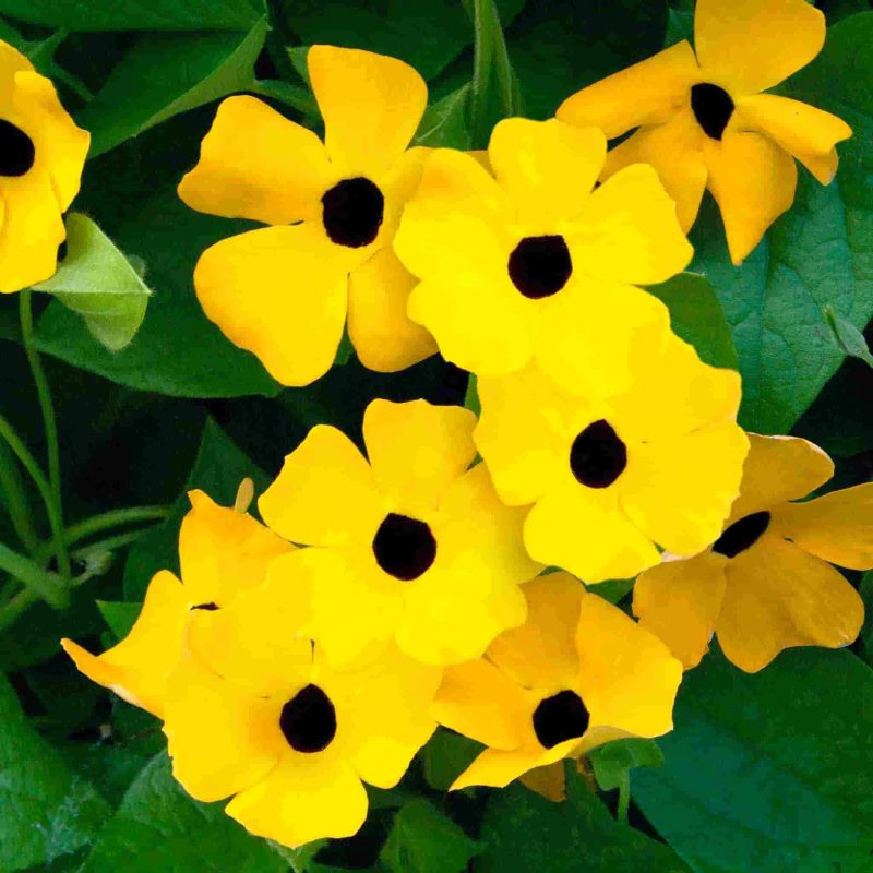 Thunbergia Black Eyed Susan Flower Annual Ferry Morse