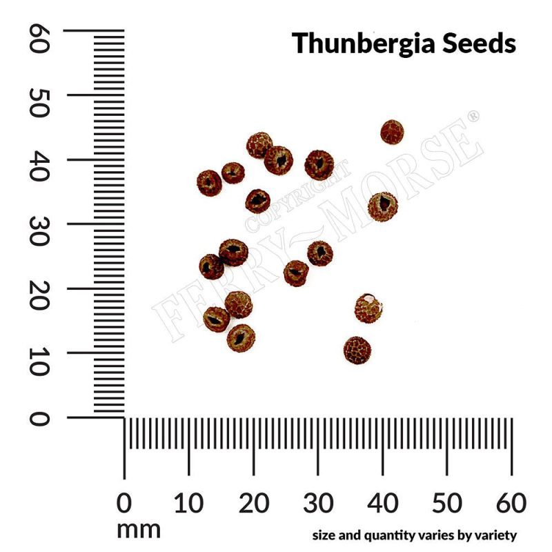 Thunbergia Seeds Spill