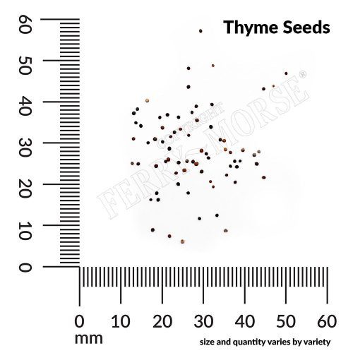 Thyme Seeds Spill