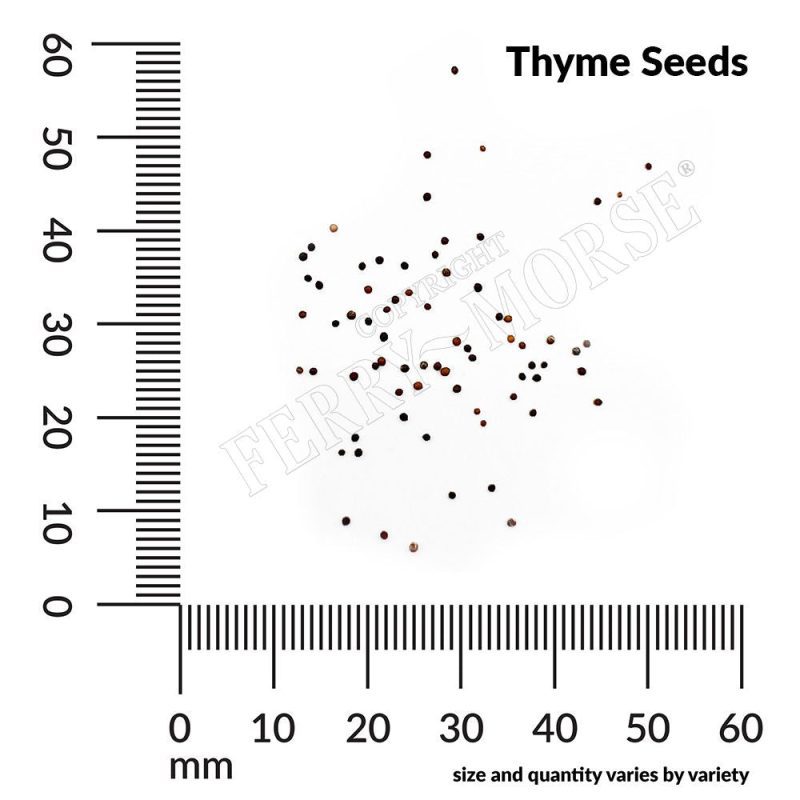 Thyme Seeds Spill