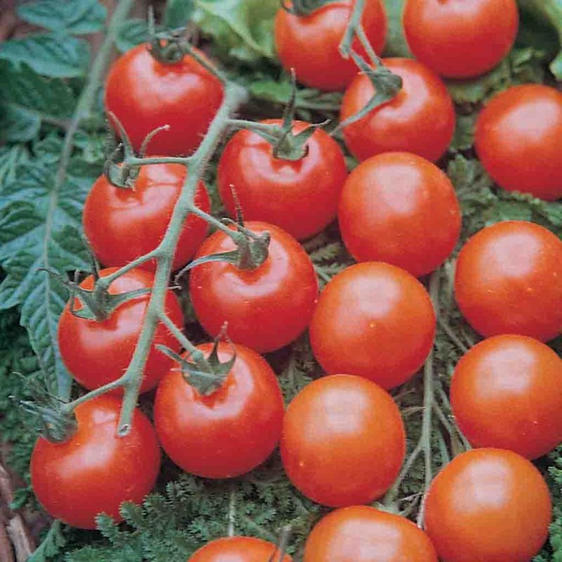 Tomato Supersweet 100 Hybrid Vegetable Ferry Morse