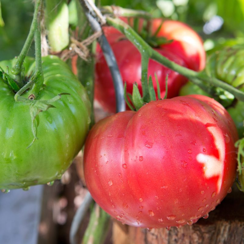 Tomato Beefed Up Beefsteak