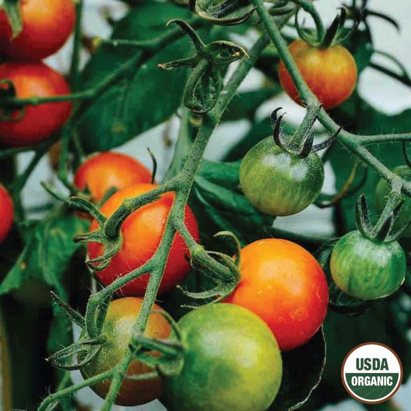 Tomato Large Red Cherry Organic Seeds USDA logo